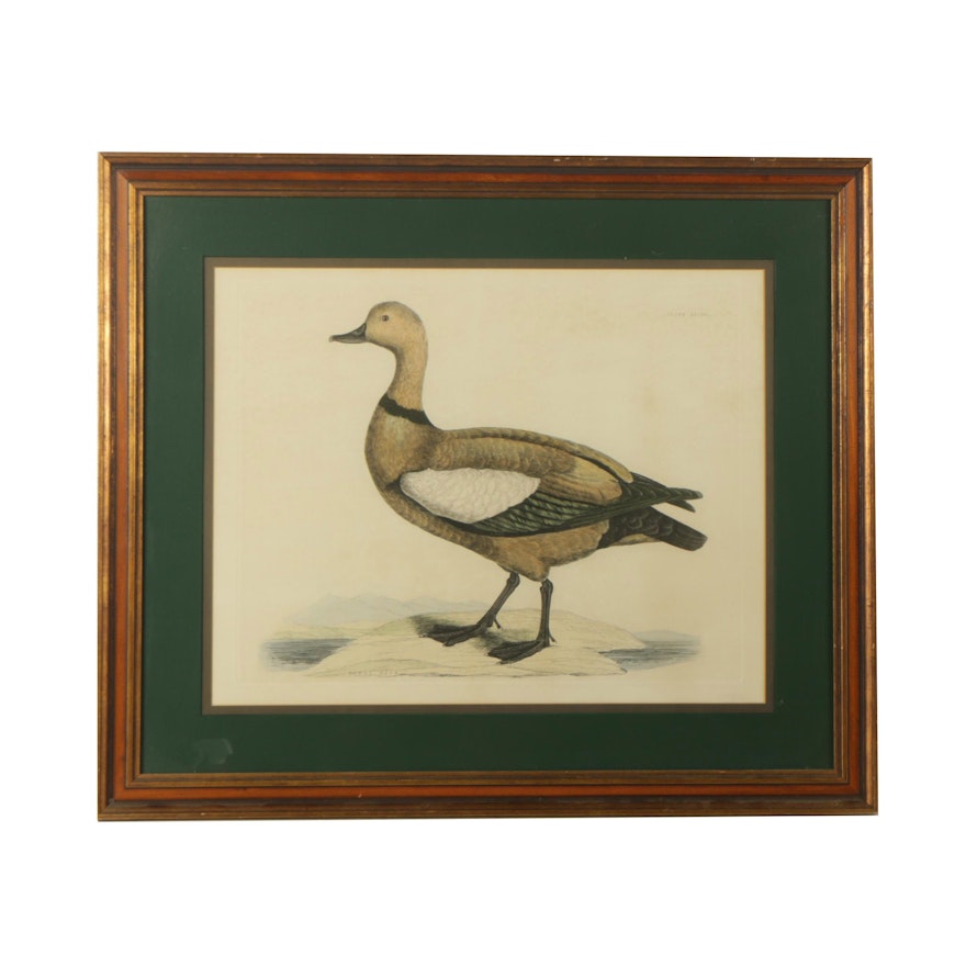 Hand Colored Etching on Paper After John Prideaux Selby "Ruddy Duck"