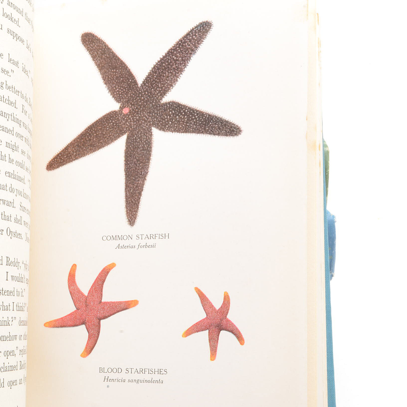 Signed 1920's Thornton W. Burgess Nature Books for Children