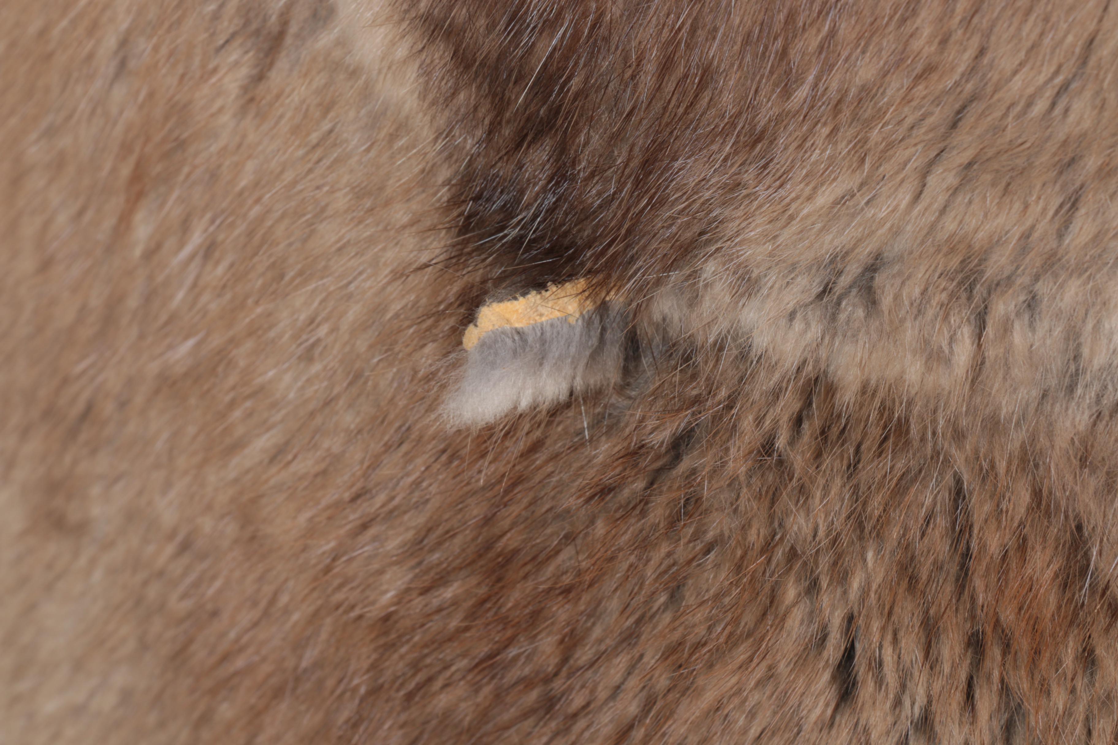 Women's Muskrat Fur Lined Trench Coat