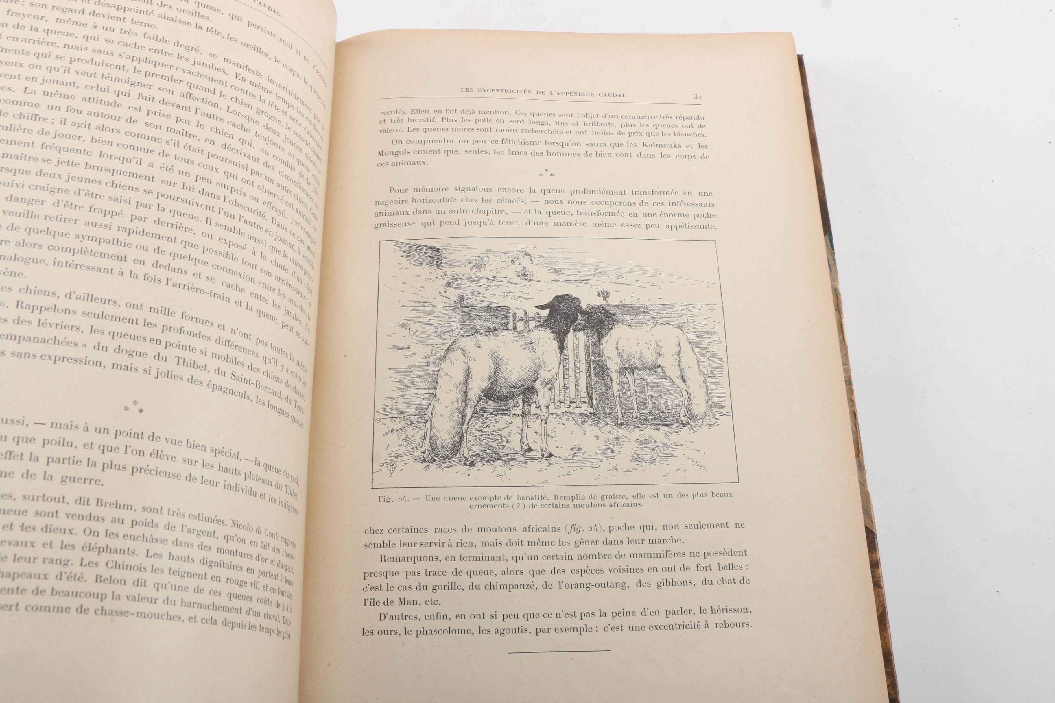 French-Language Books Including 1903 "Les Animaux Excentriques" by Henri Coupin