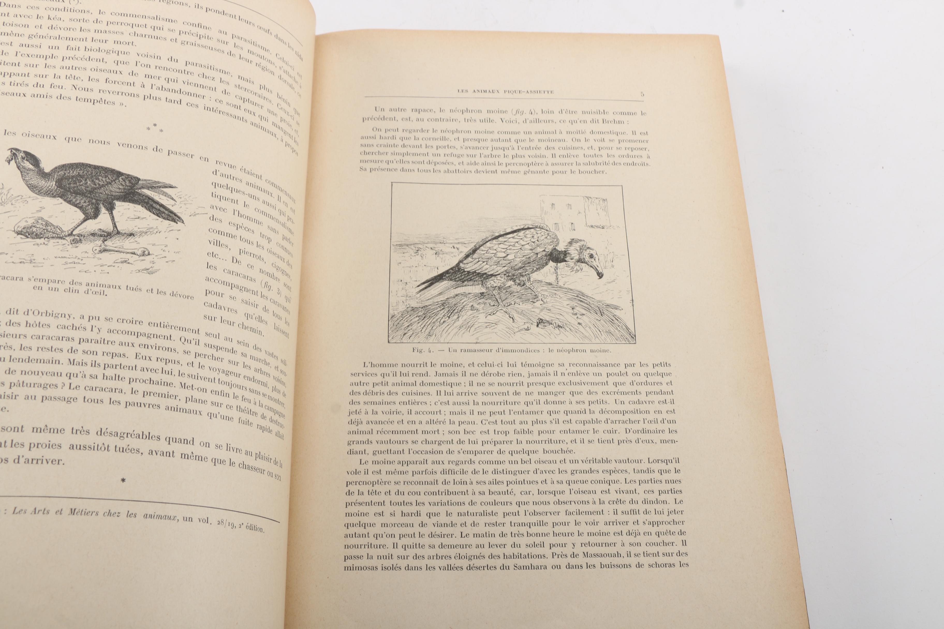 French-Language Books Including 1903 "Les Animaux Excentriques" by Henri Coupin