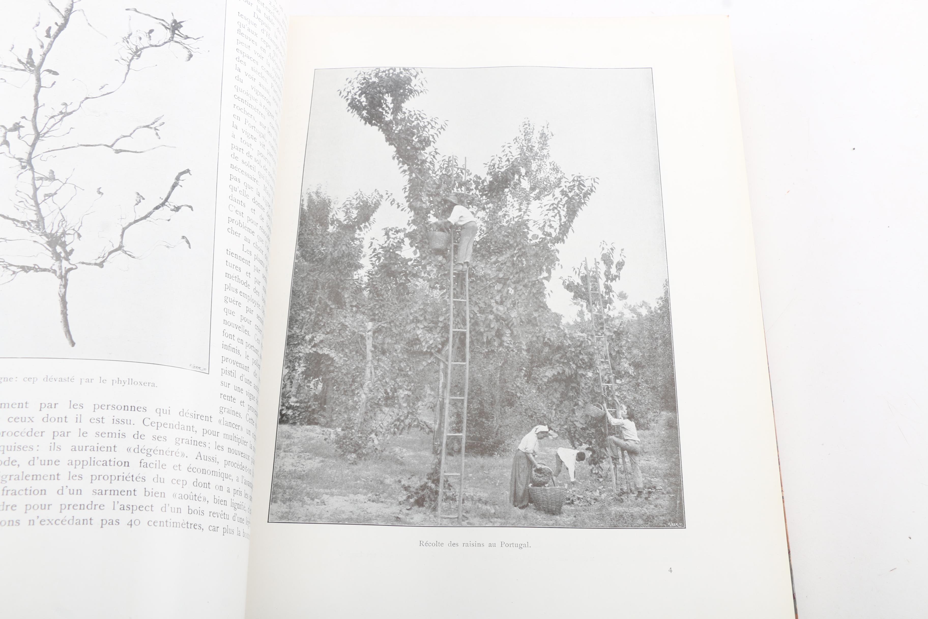 French-Language Books Including 1903 "Les Animaux Excentriques" by Henri Coupin