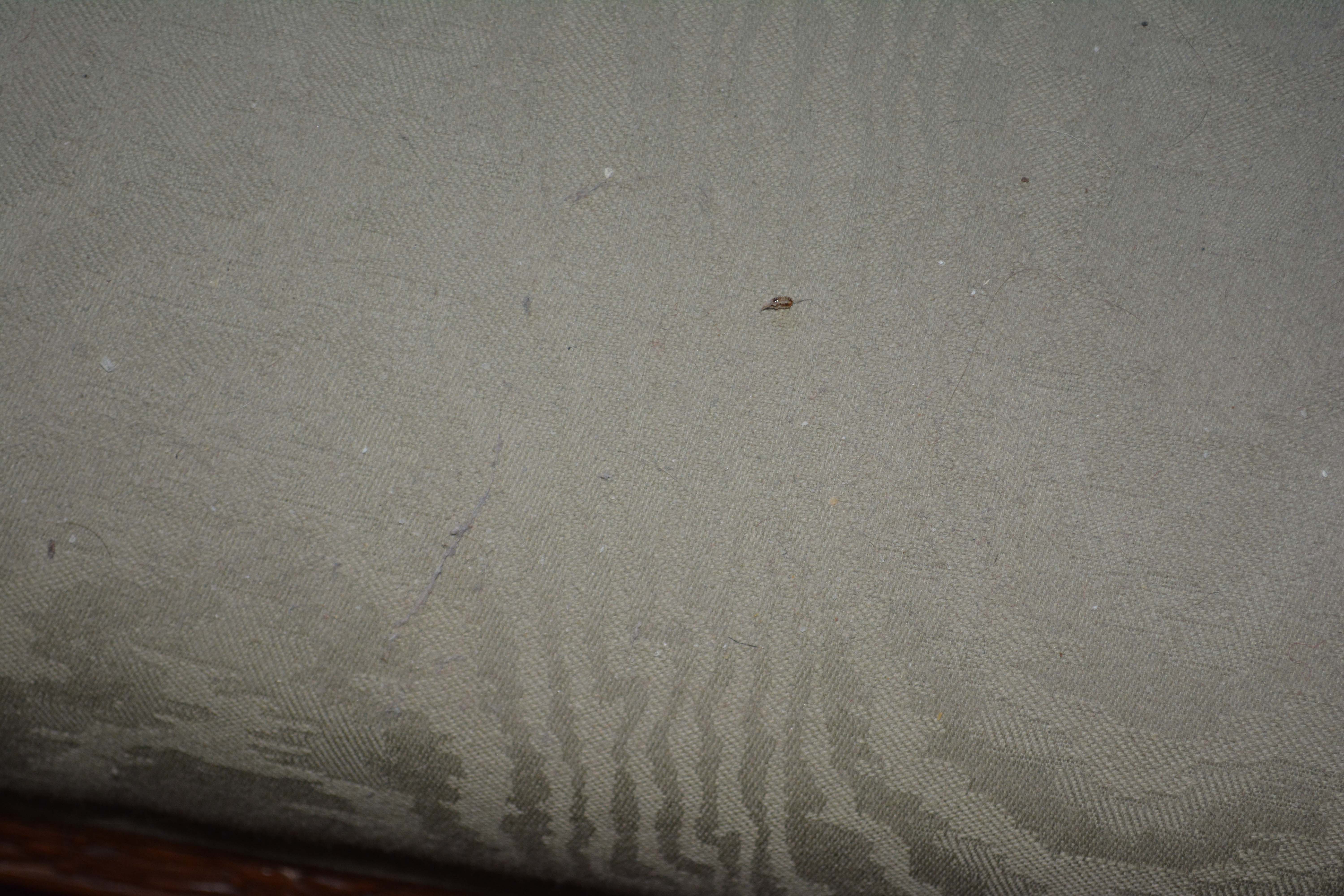 Louis XVI Style Upholstered Canapé