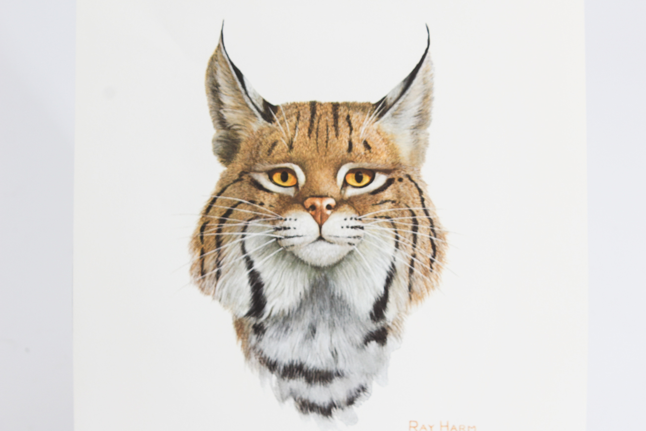 Signed Ray Harm Lithograph "Wildcat"