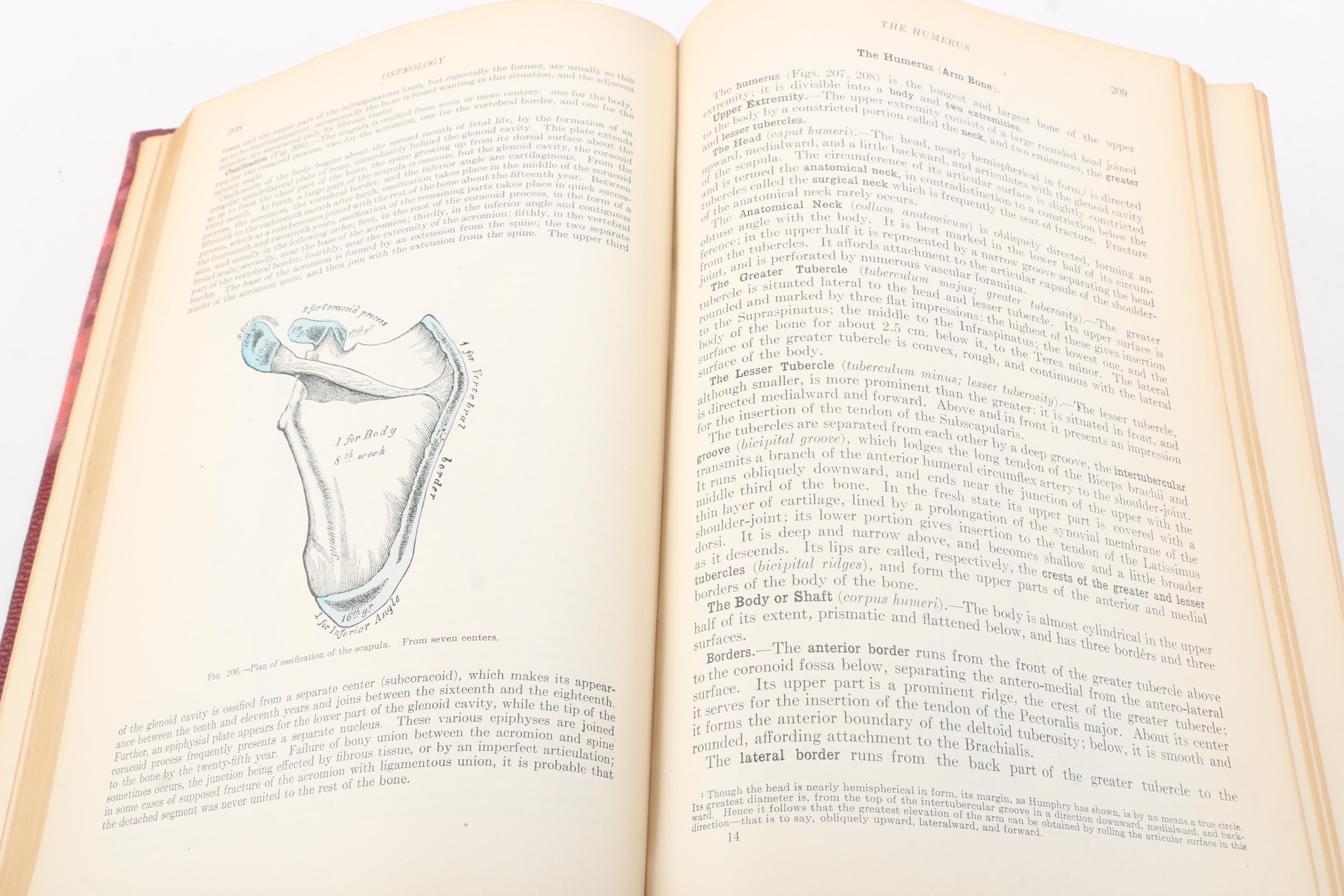 1918 "Anatomy of the Human Body" by Henry Gray Twentieth Edition