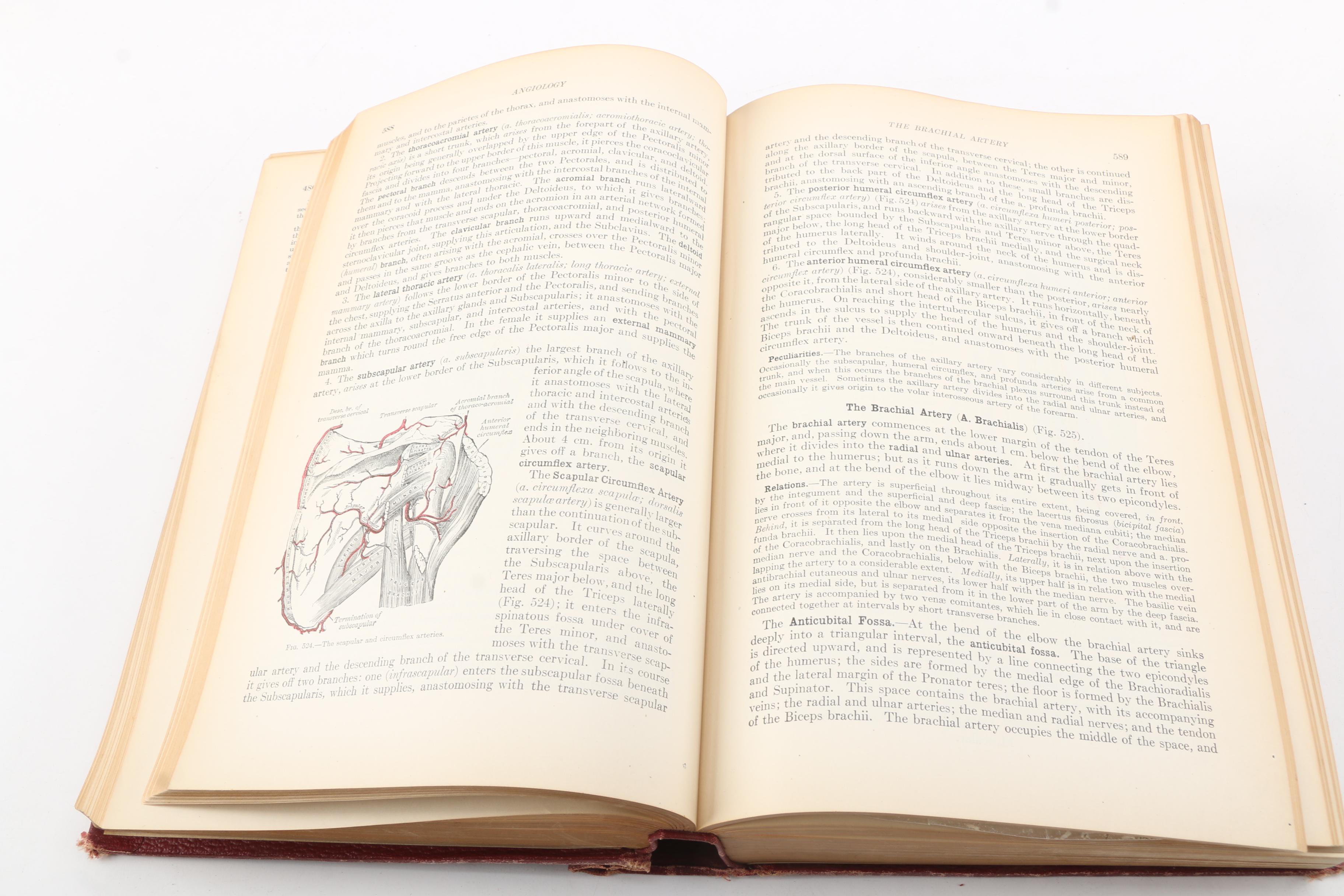 1918 "Anatomy of the Human Body" by Henry Gray Twentieth Edition