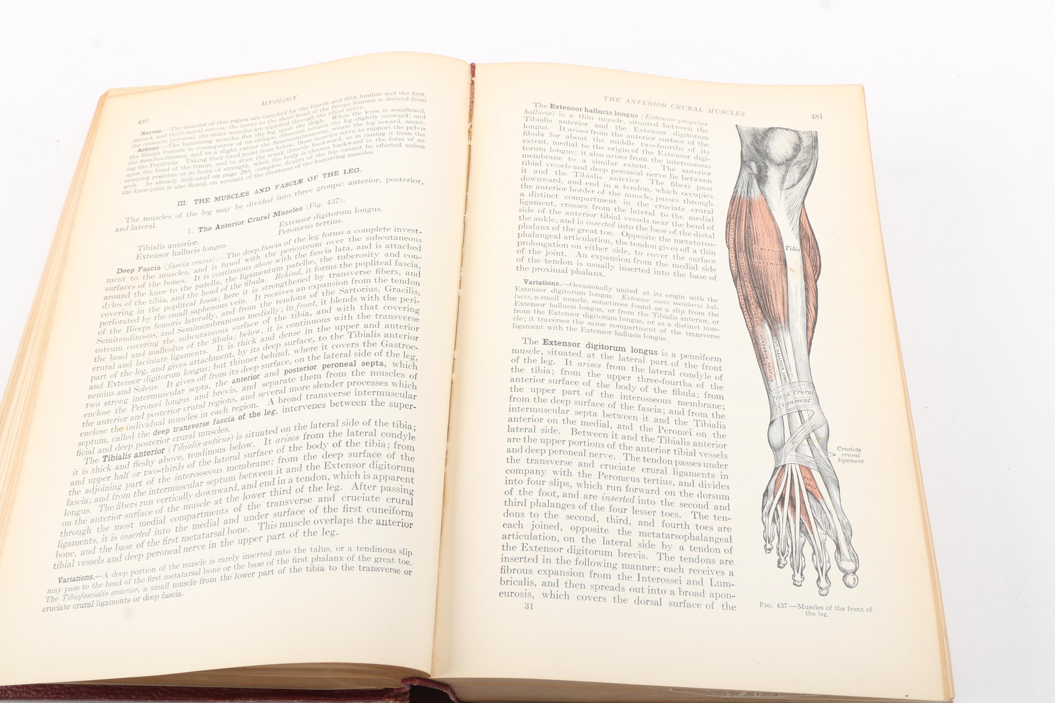 1918 "Anatomy of the Human Body" by Henry Gray Twentieth Edition