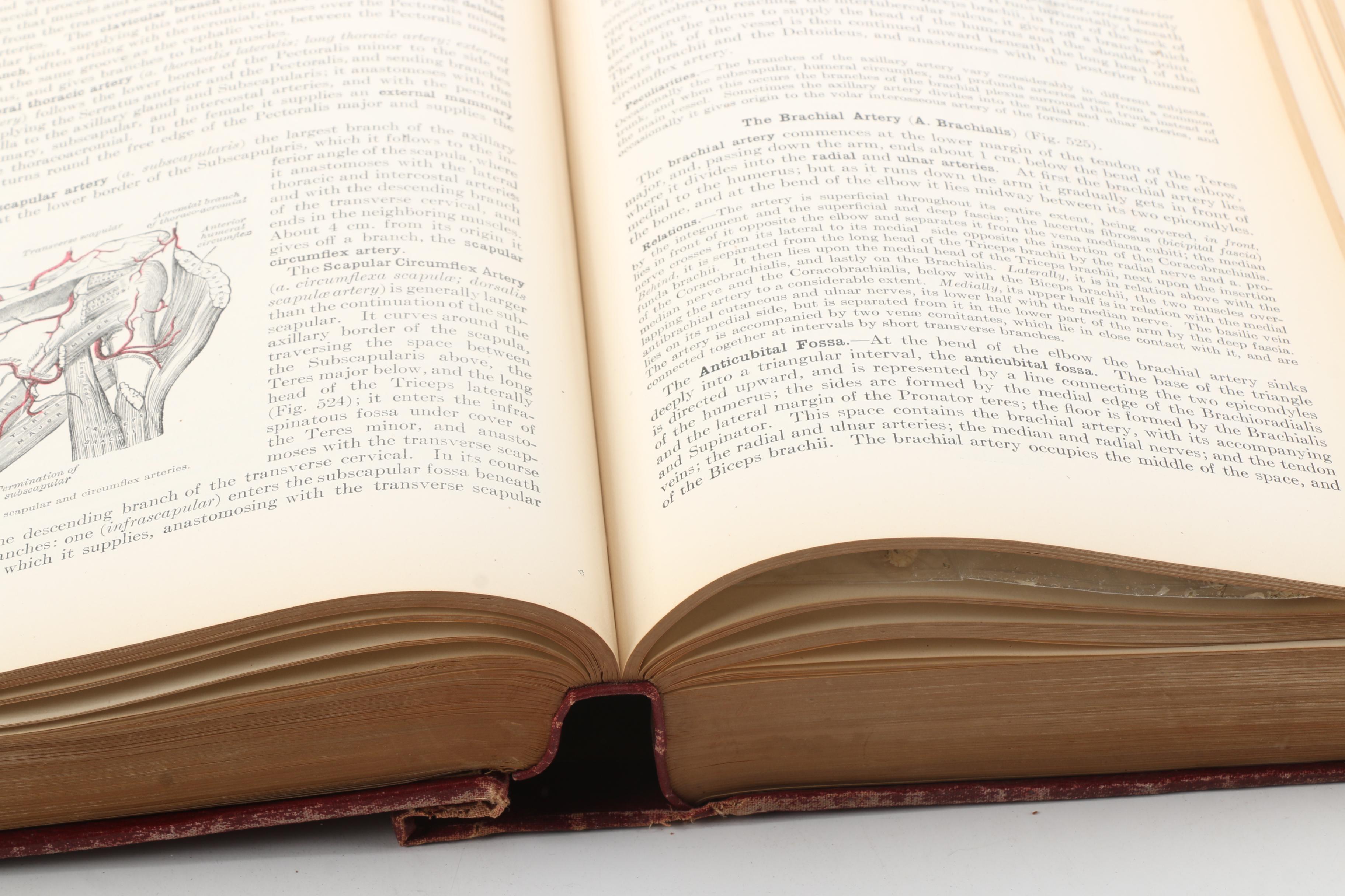 1918 "Anatomy of the Human Body" by Henry Gray Twentieth Edition