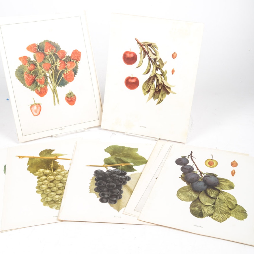 Antique Offset Lithograph Fruit Prints