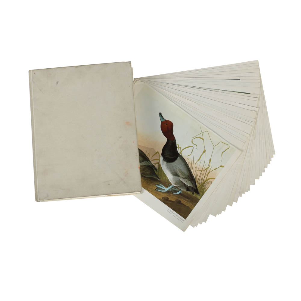 Baby Elephant Folio "Audobon's Birds of America"