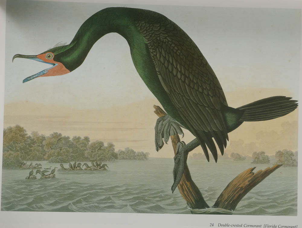 Baby Elephant Folio "Audobon's Birds of America"