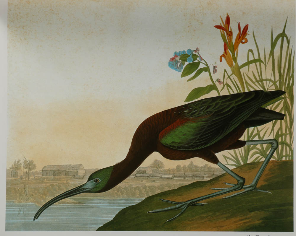 Baby Elephant Folio "Audobon's Birds of America"