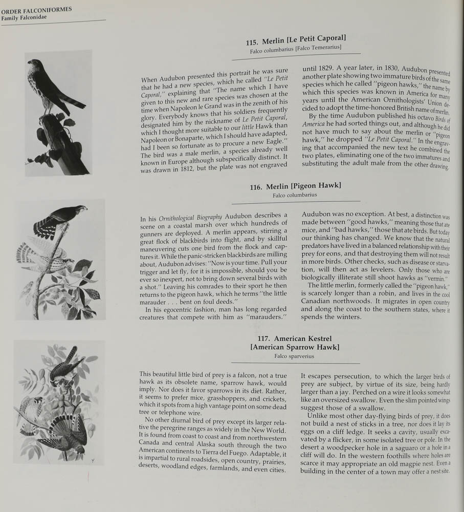 Baby Elephant Folio "Audobon's Birds of America"