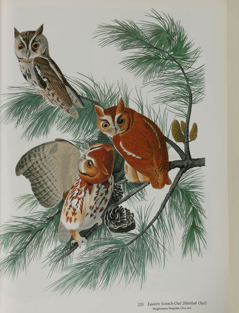 Baby Elephant Folio "Audobon's Birds of America"