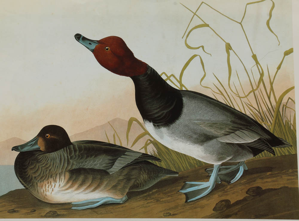 Baby Elephant Folio "Audobon's Birds of America"