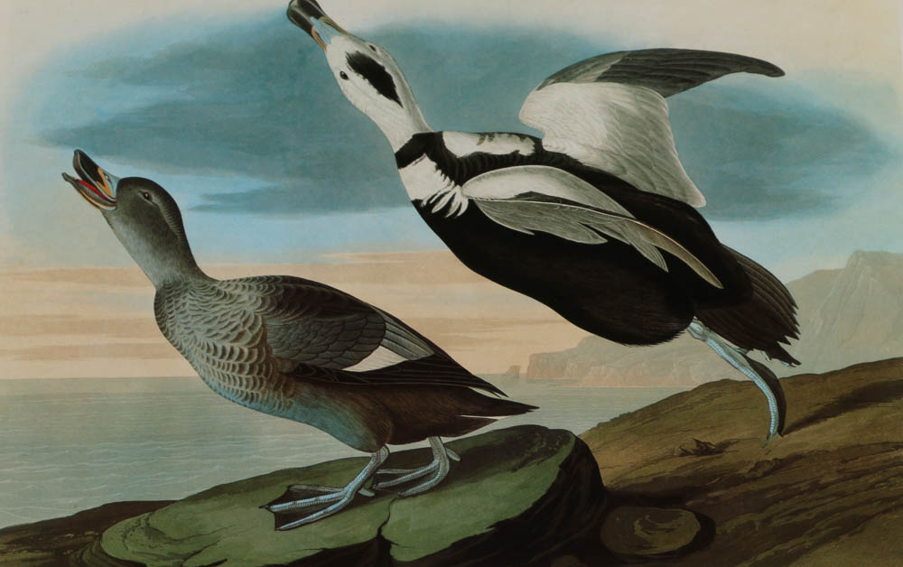 Baby Elephant Folio "Audobon's Birds of America"