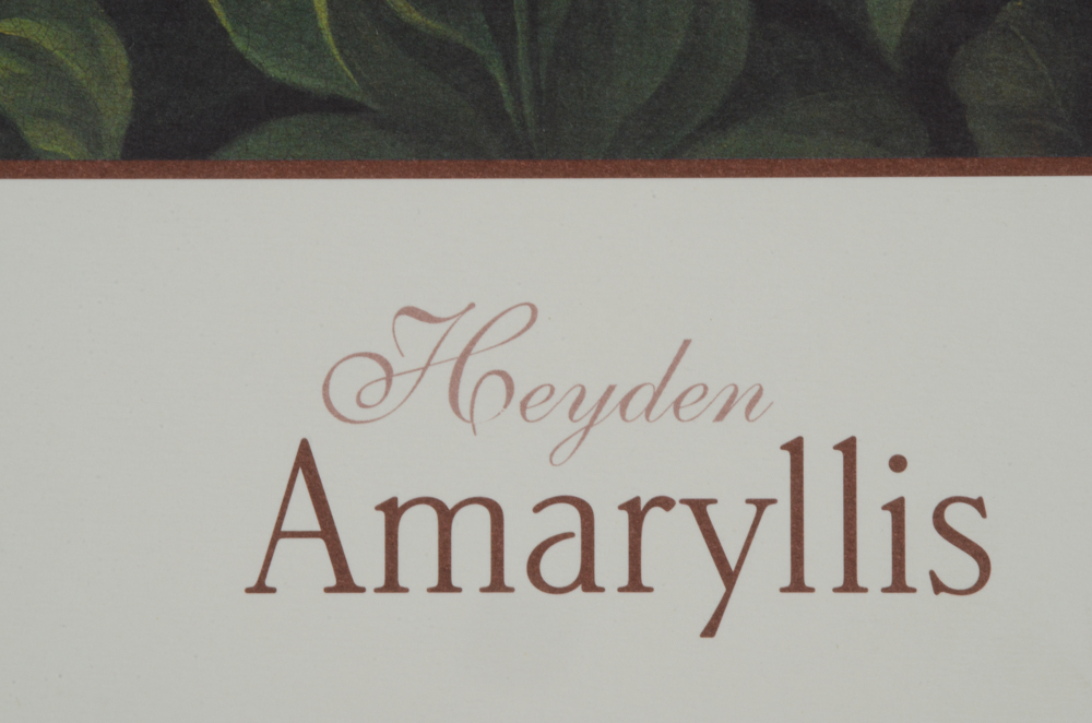 Three Botanical Offset Lithograph Prints