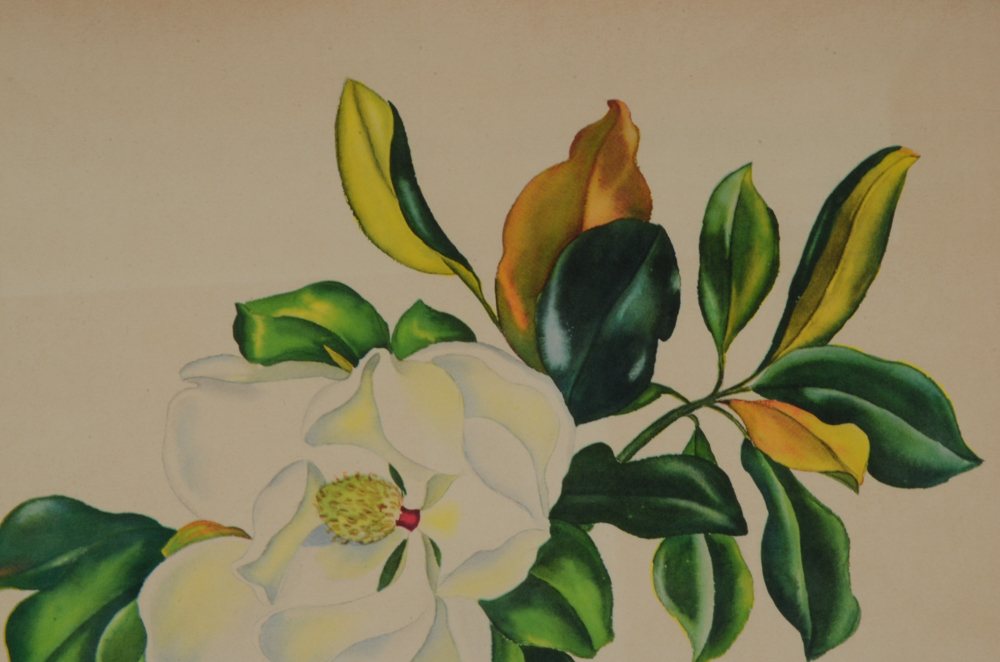 Three Botanical Offset Lithograph Prints