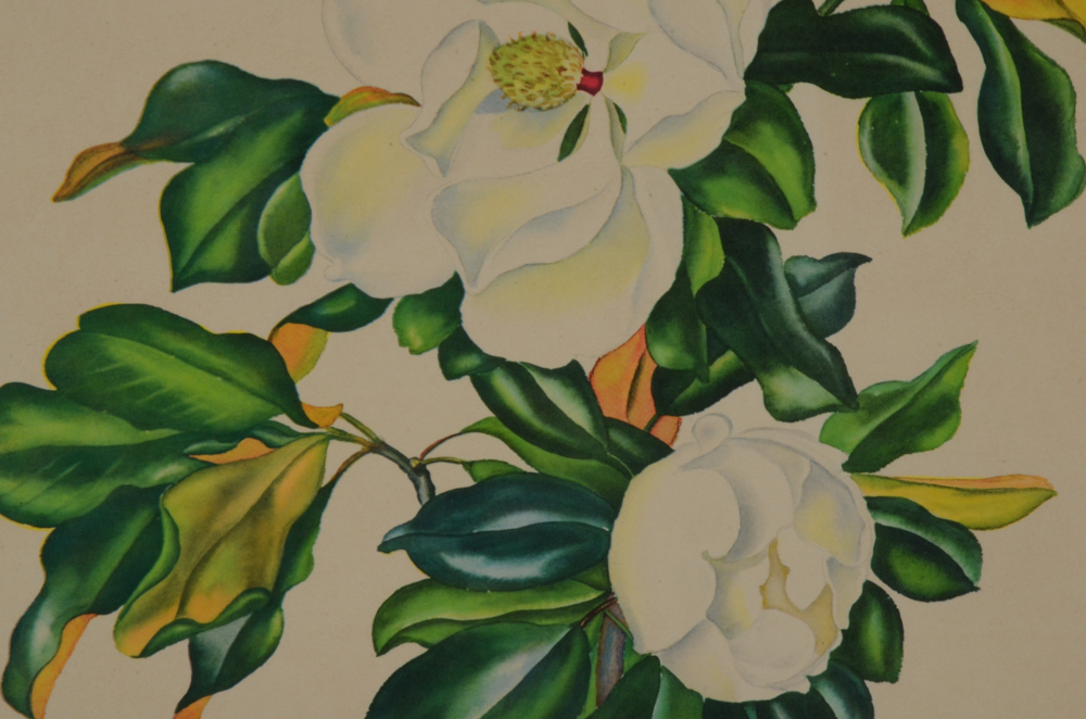 Three Botanical Offset Lithograph Prints