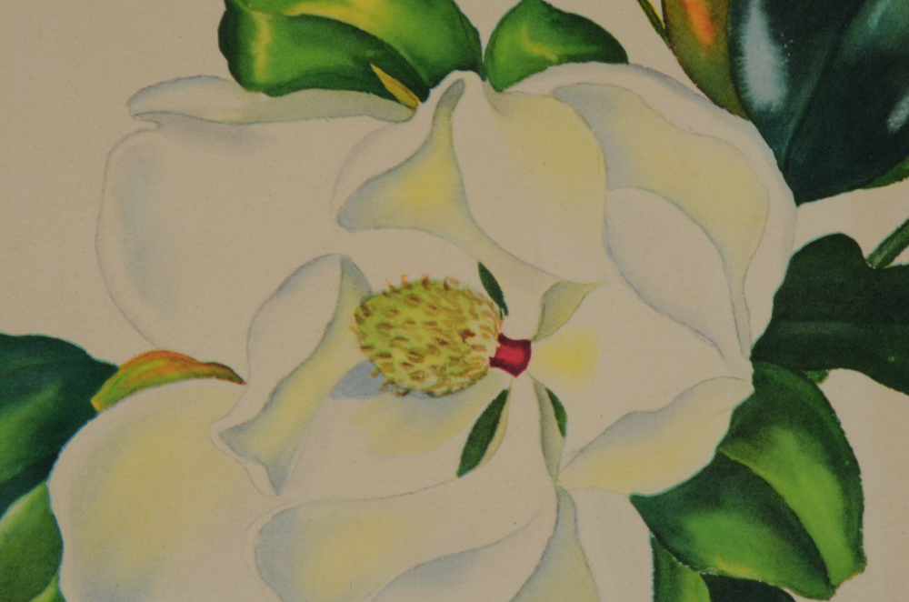 Three Botanical Offset Lithograph Prints