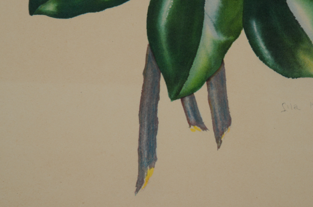 Three Botanical Offset Lithograph Prints