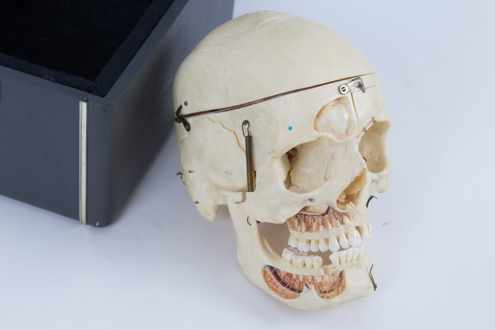 Kilgore International Model Human Skull