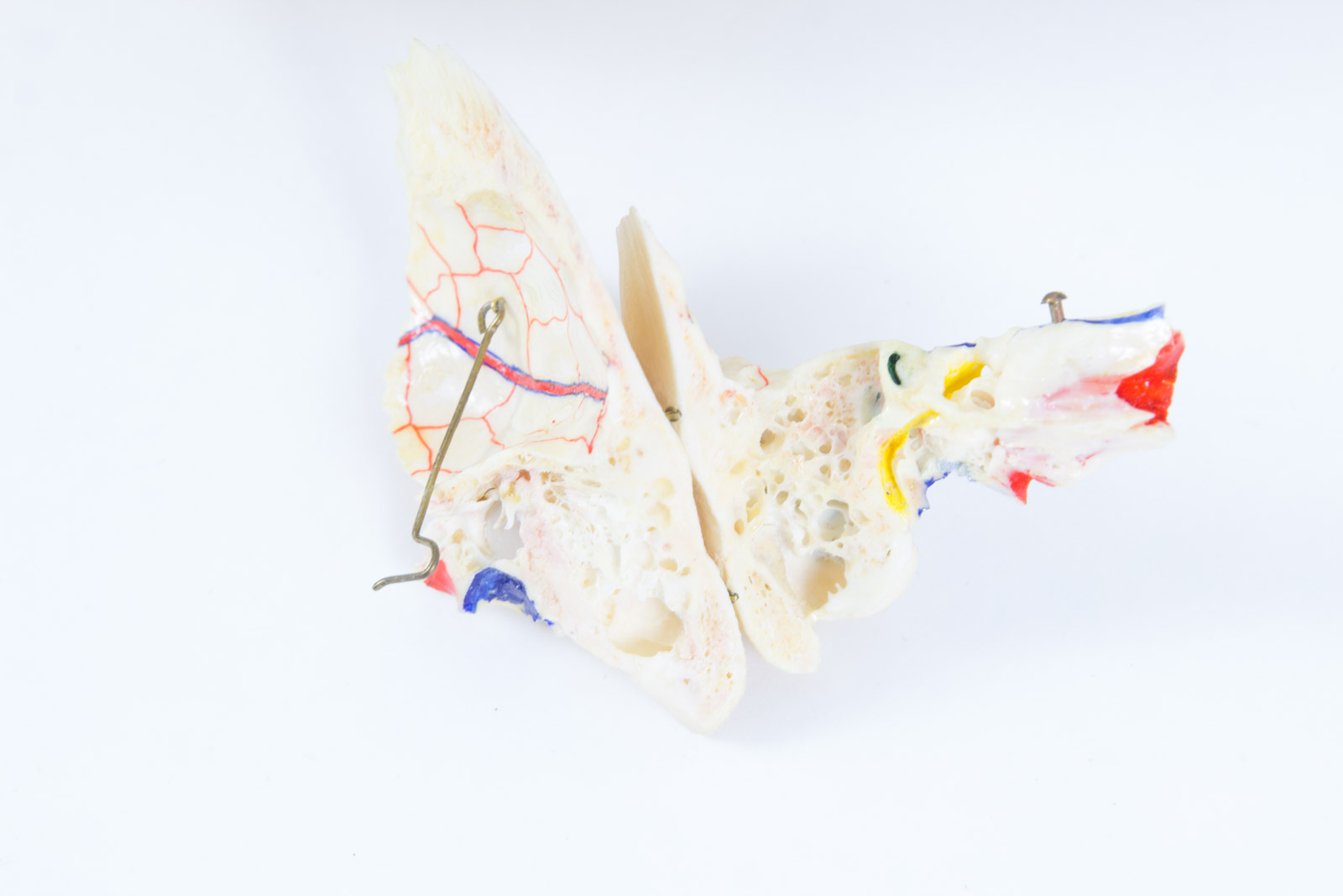 Kilgore International Model Human Skull