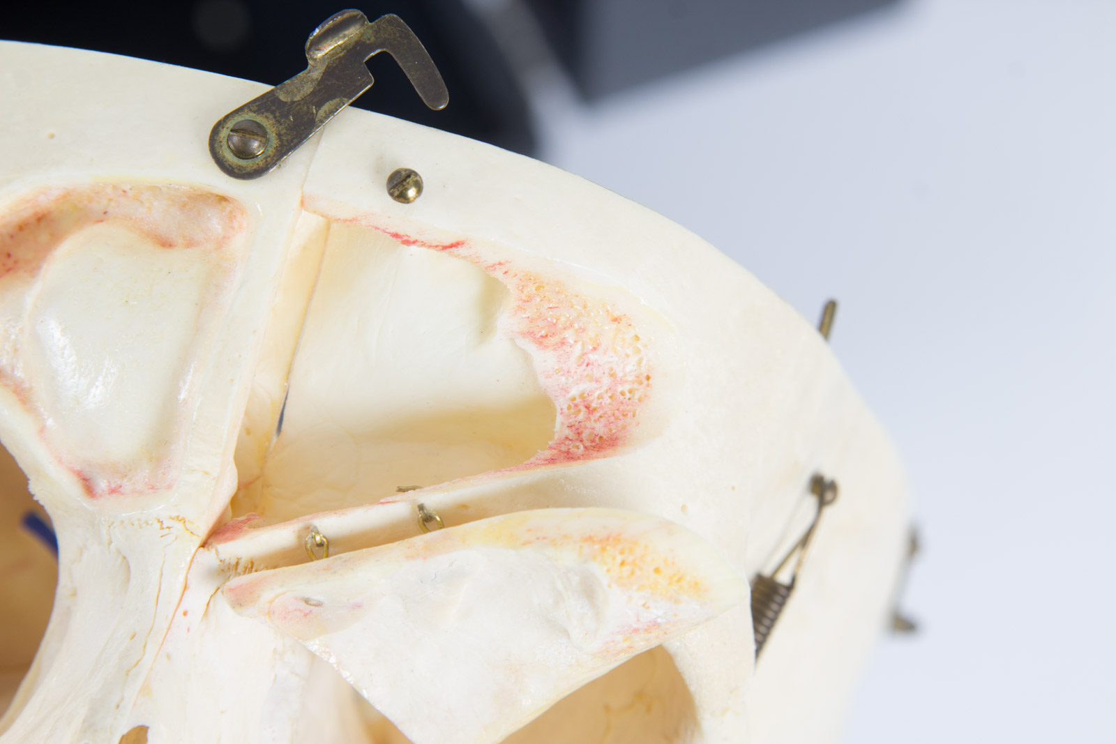 Kilgore International Model Human Skull