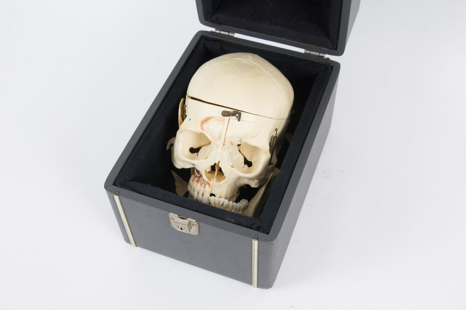 Kilgore International Model Human Skull