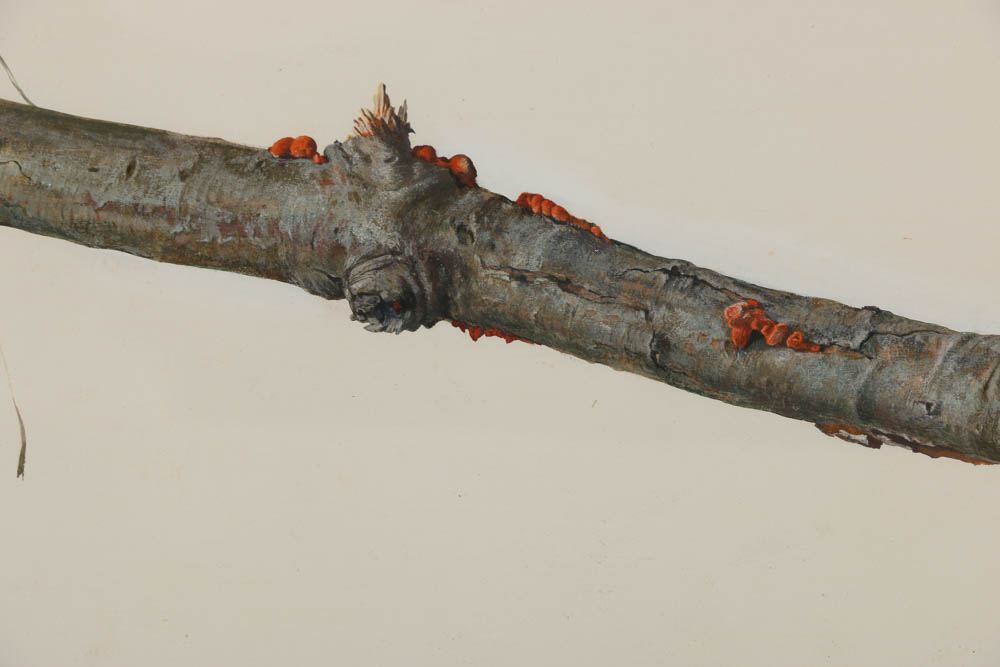 Attributed to Alicia Czechowski Gouache Painting