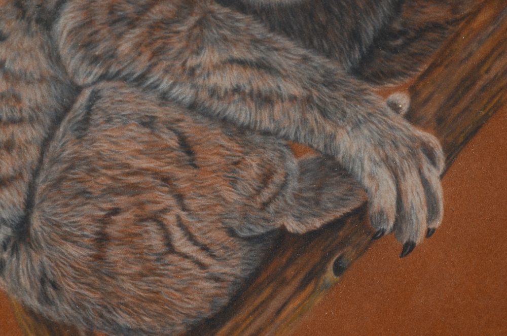 Linda Poynter Pastel Drawing of a Koala Bear