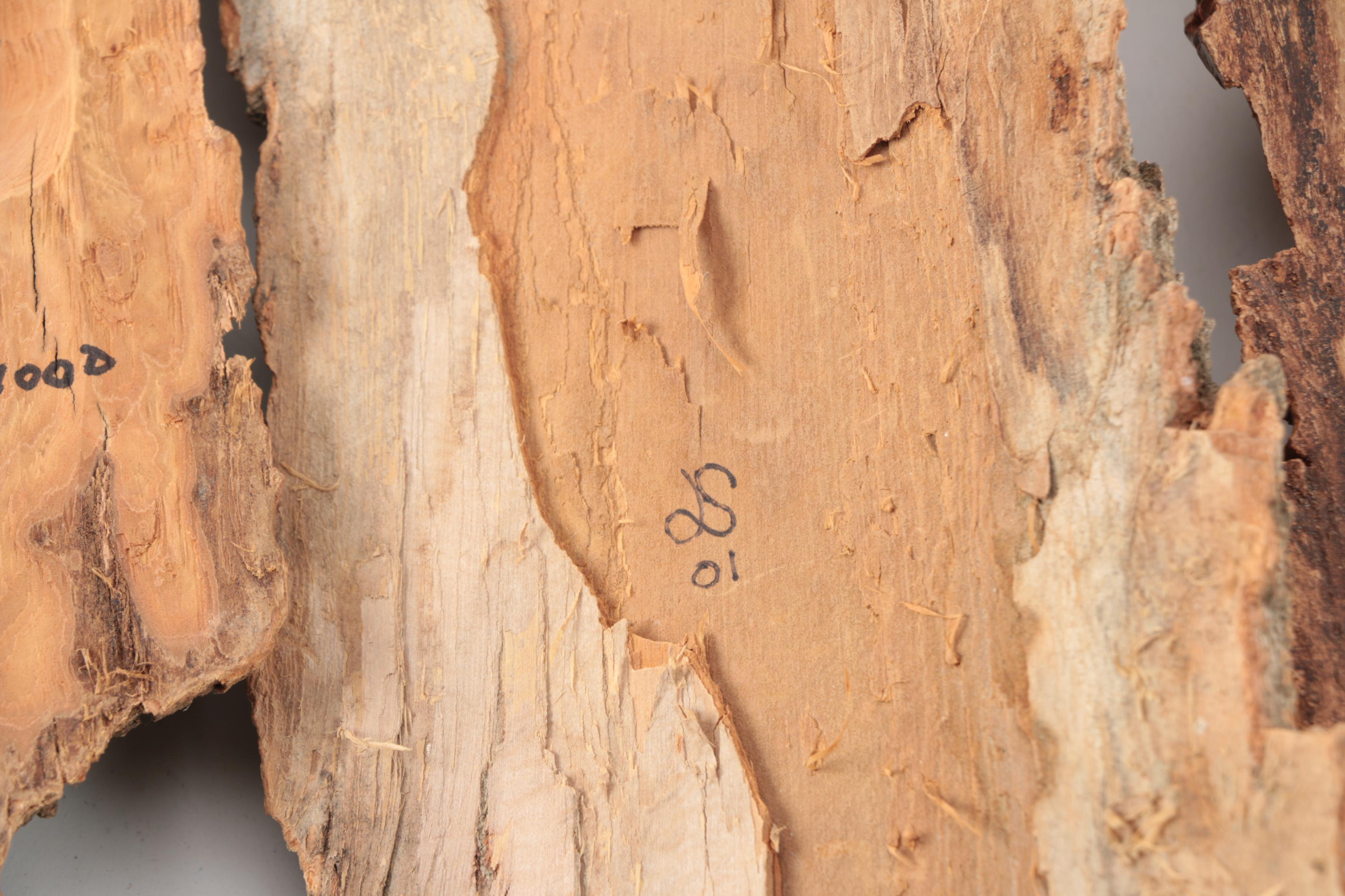 Collection of Cottonwood Bark Carvings