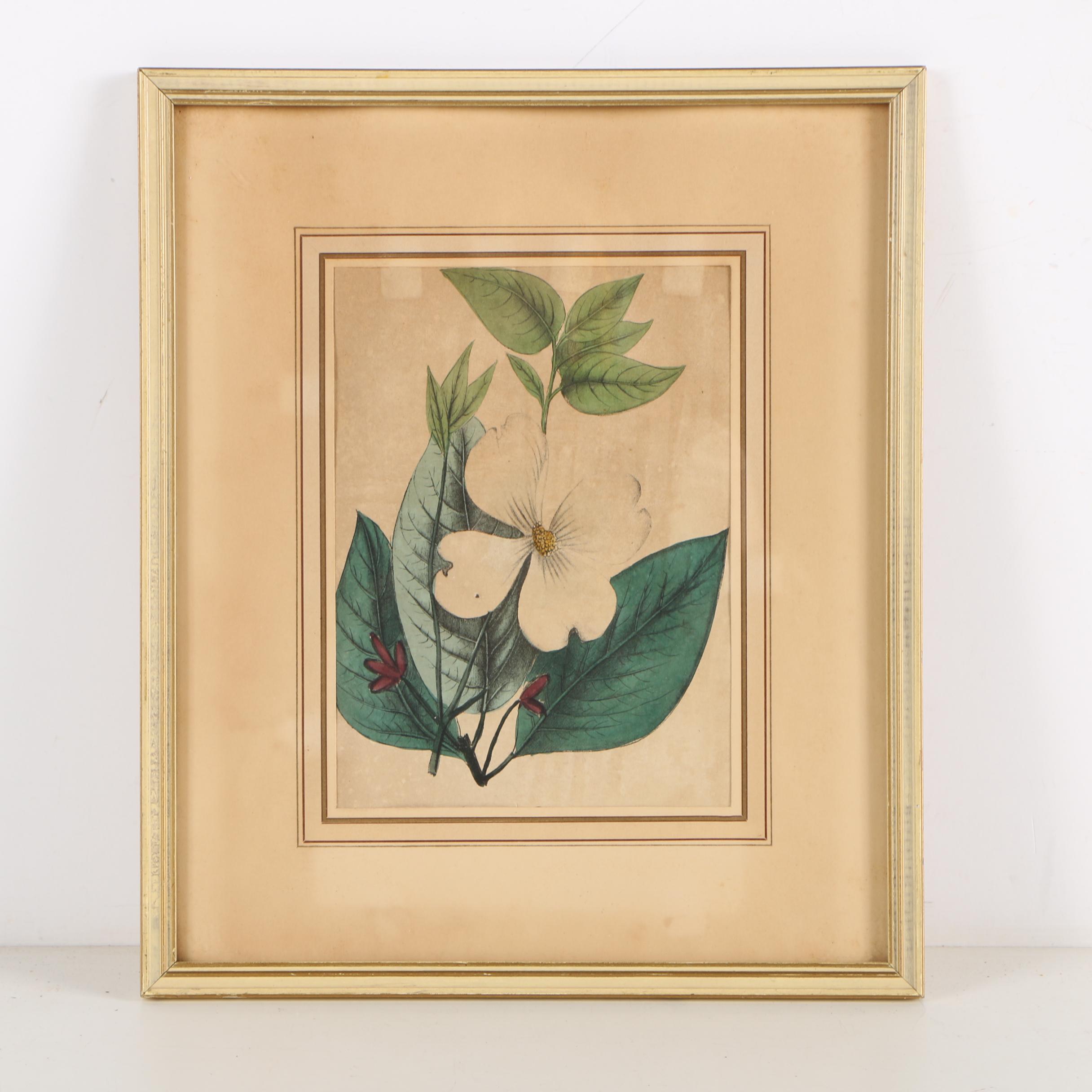 Early 20th-Century Hand Colored Lithographs of Dogwood and Gastrochilus Flowers