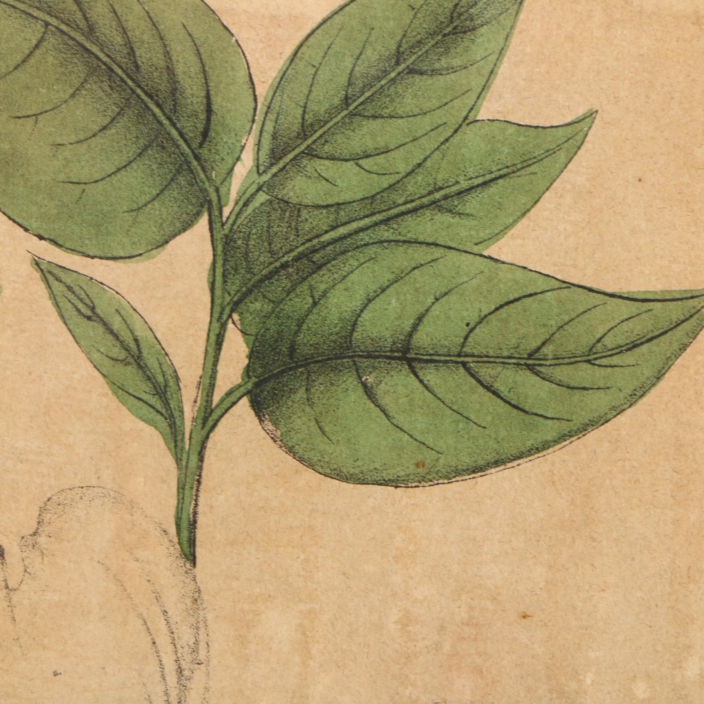 Early 20th-Century Hand Colored Lithographs of Dogwood and Gastrochilus Flowers