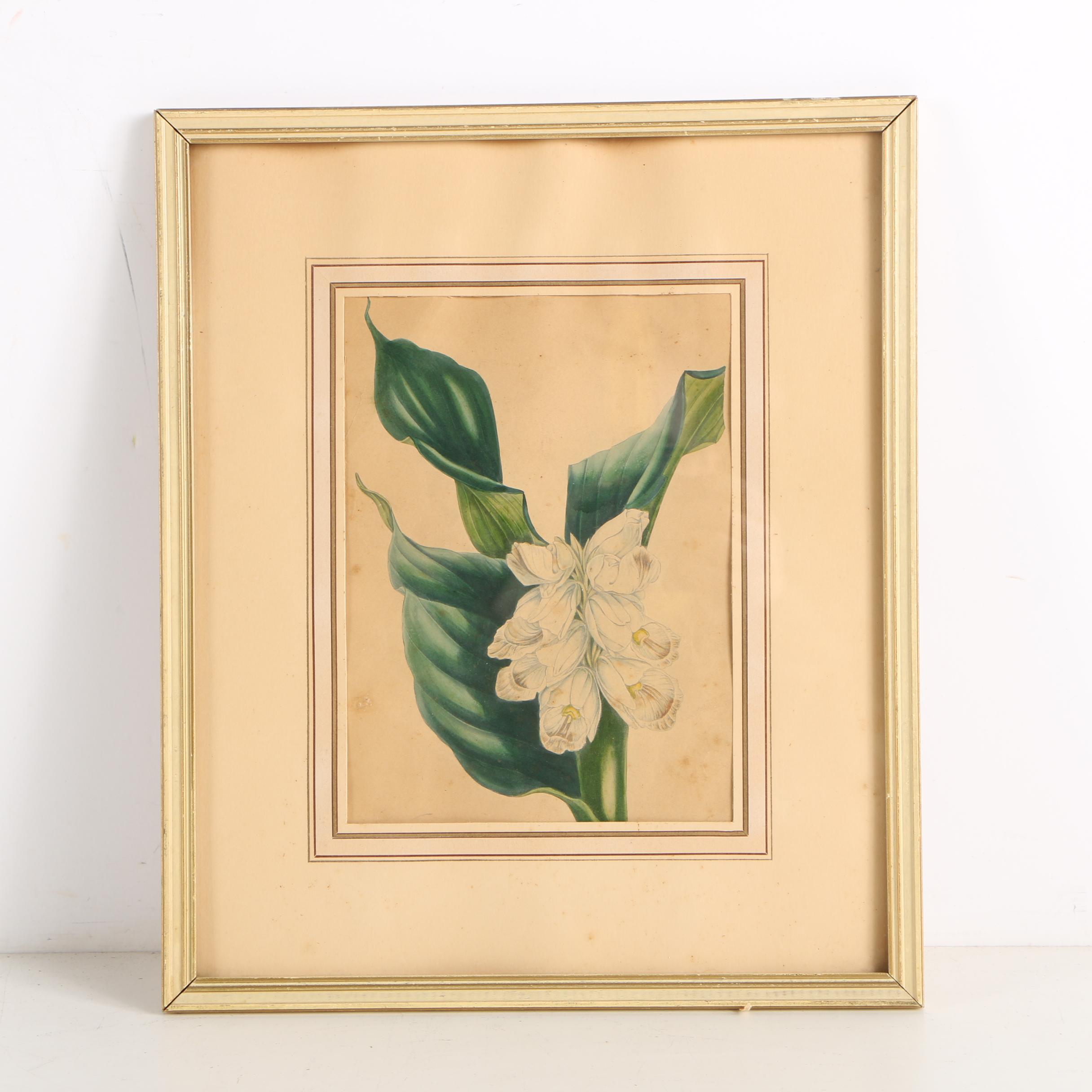 Early 20th-Century Hand Colored Lithographs of Dogwood and Gastrochilus Flowers