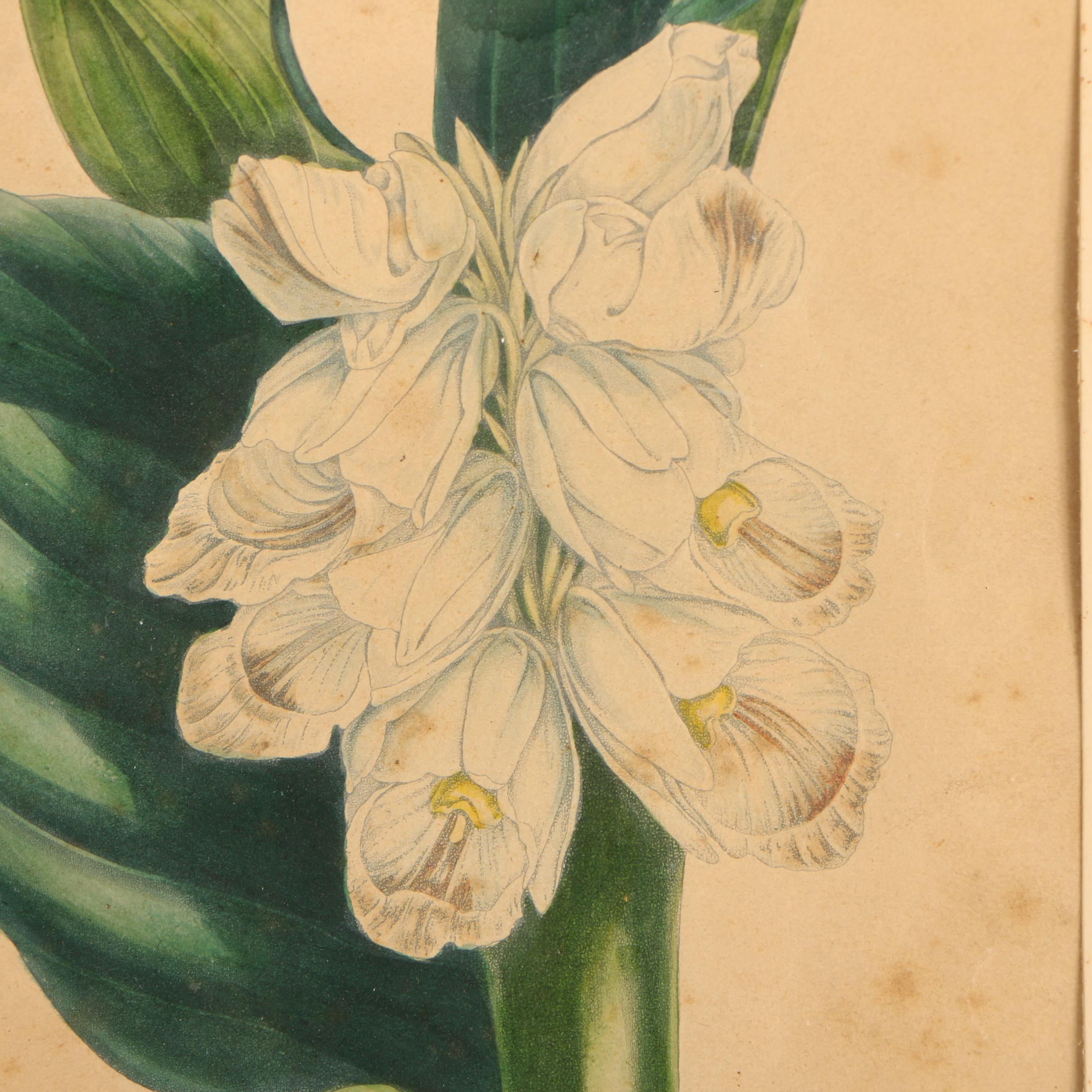 Early 20th-Century Hand Colored Lithographs of Dogwood and Gastrochilus Flowers