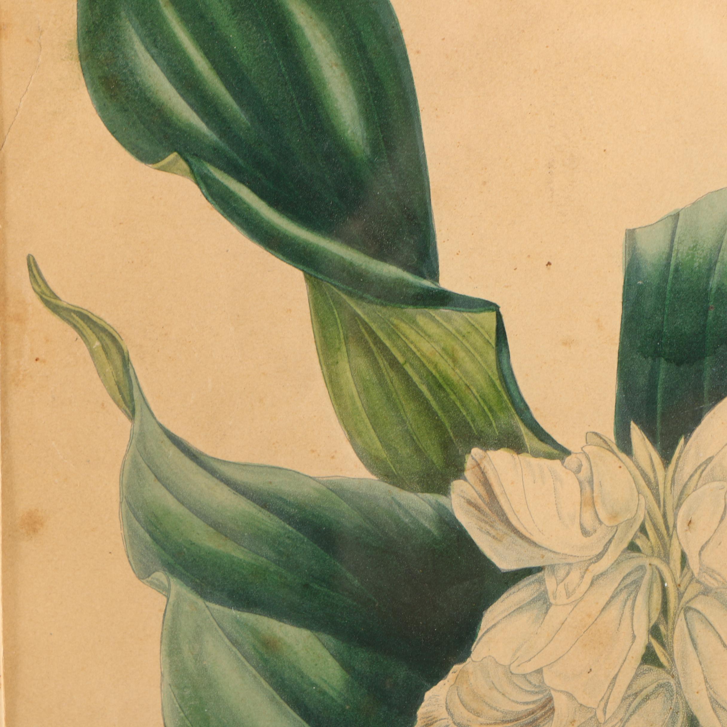 Early 20th-Century Hand Colored Lithographs of Dogwood and Gastrochilus Flowers
