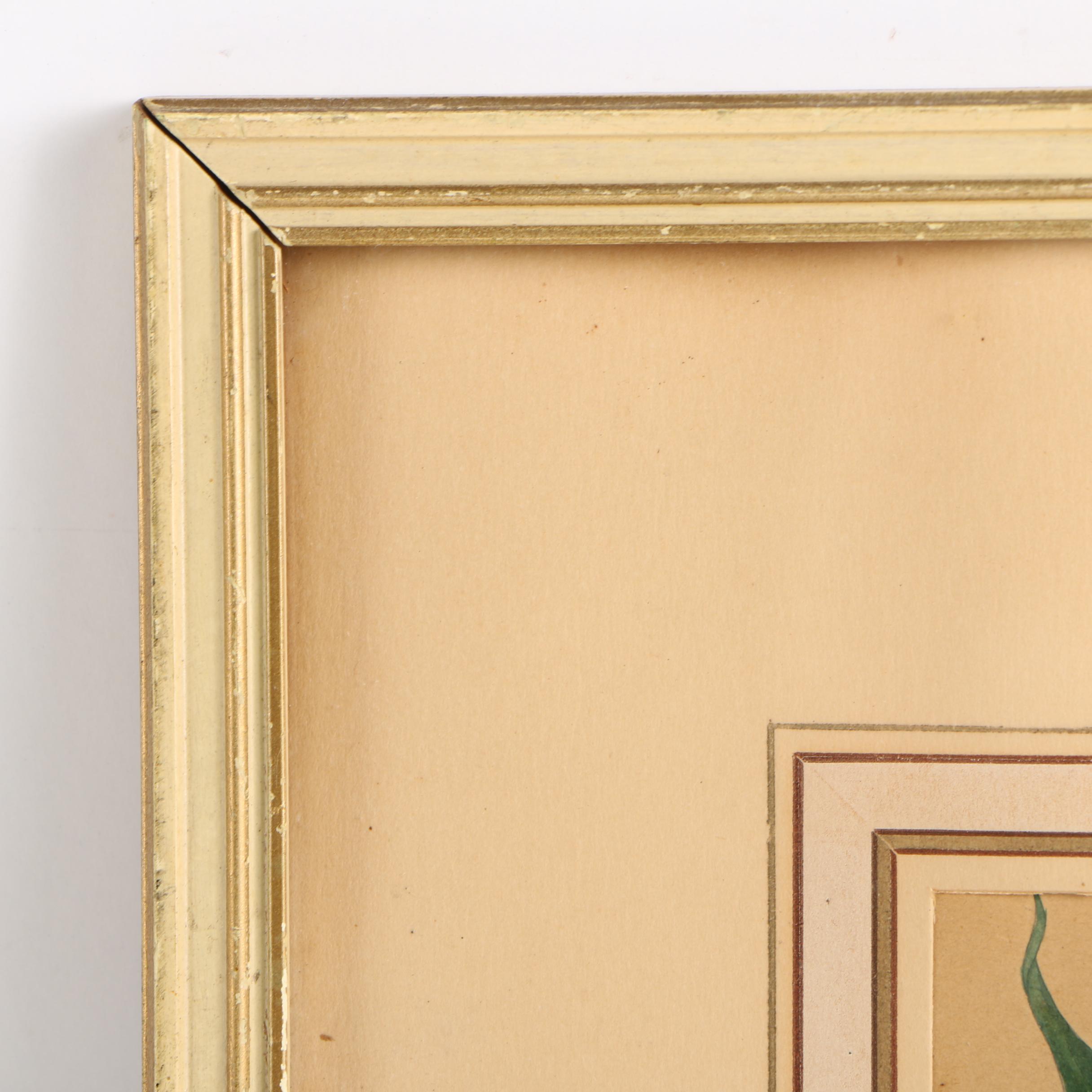 Early 20th-Century Hand Colored Lithographs of Dogwood and Gastrochilus Flowers