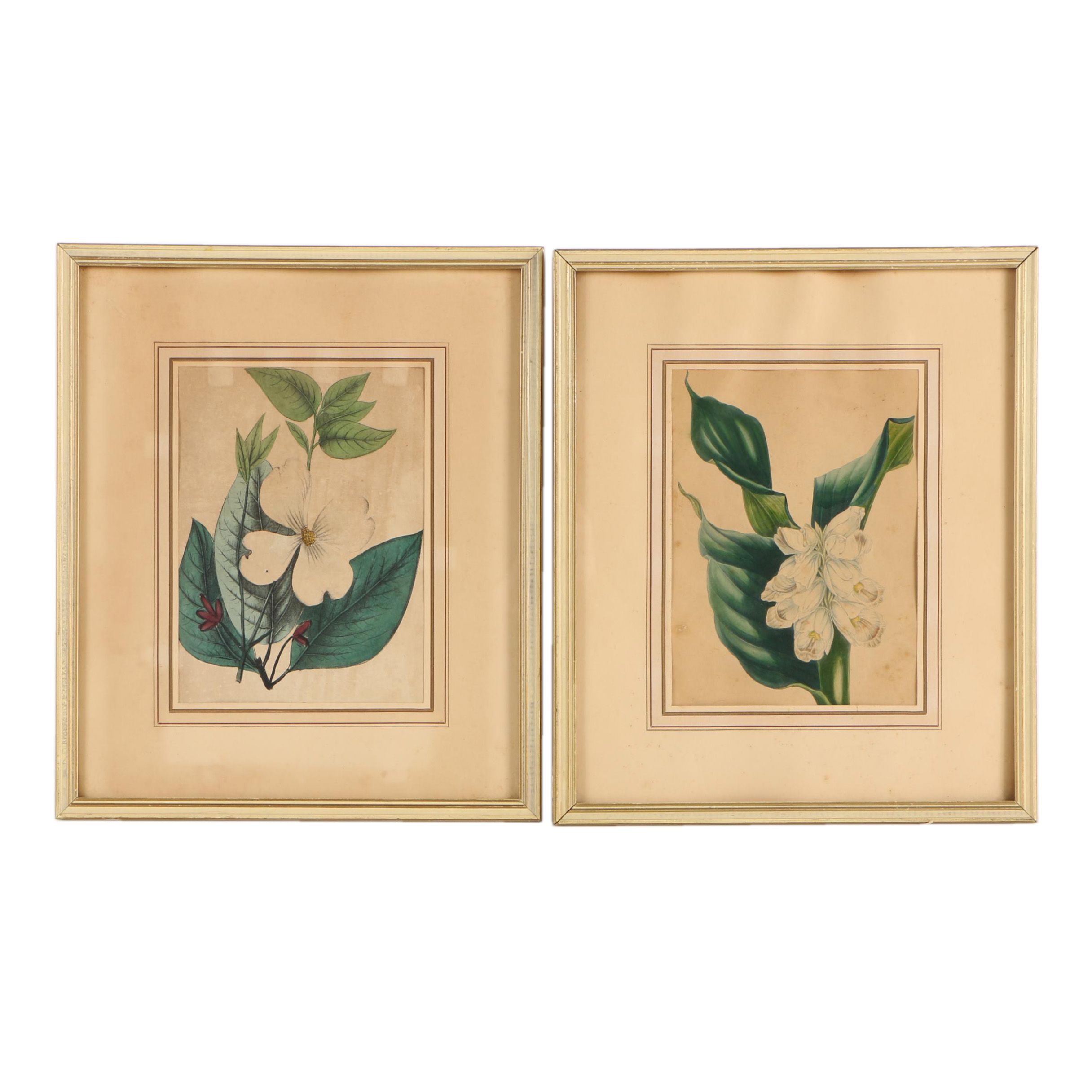 Early 20th-Century Hand Colored Lithographs of Dogwood and Gastrochilus Flowers