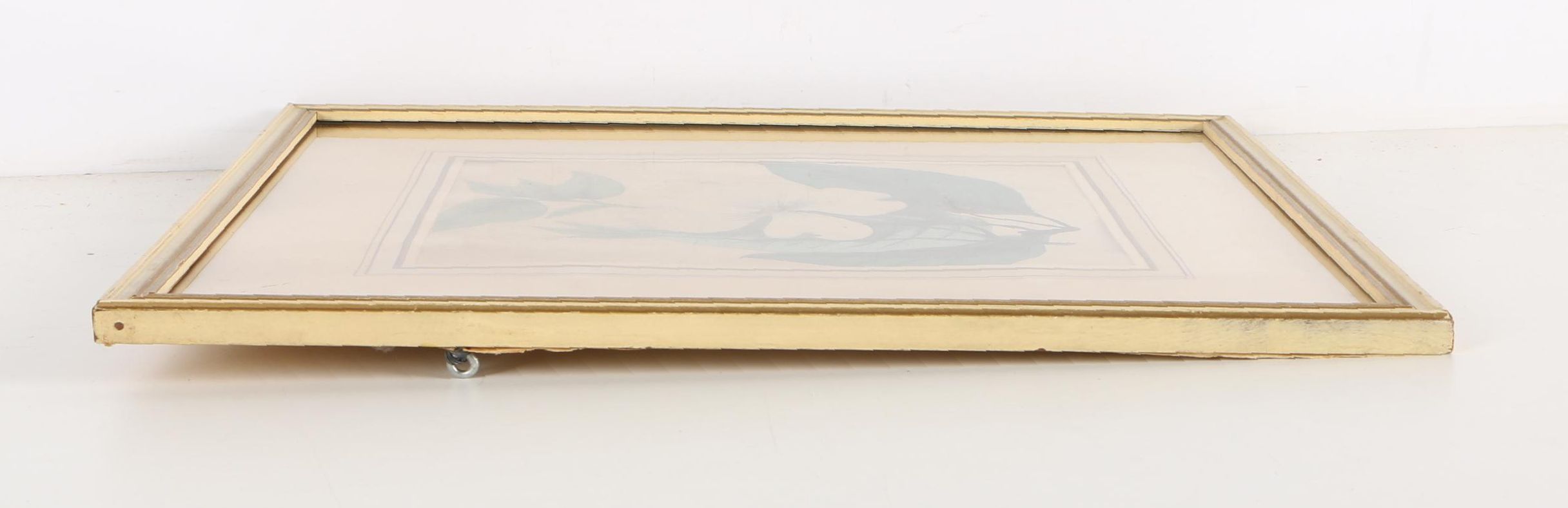 Early 20th-Century Hand Colored Lithographs of Dogwood and Gastrochilus Flowers