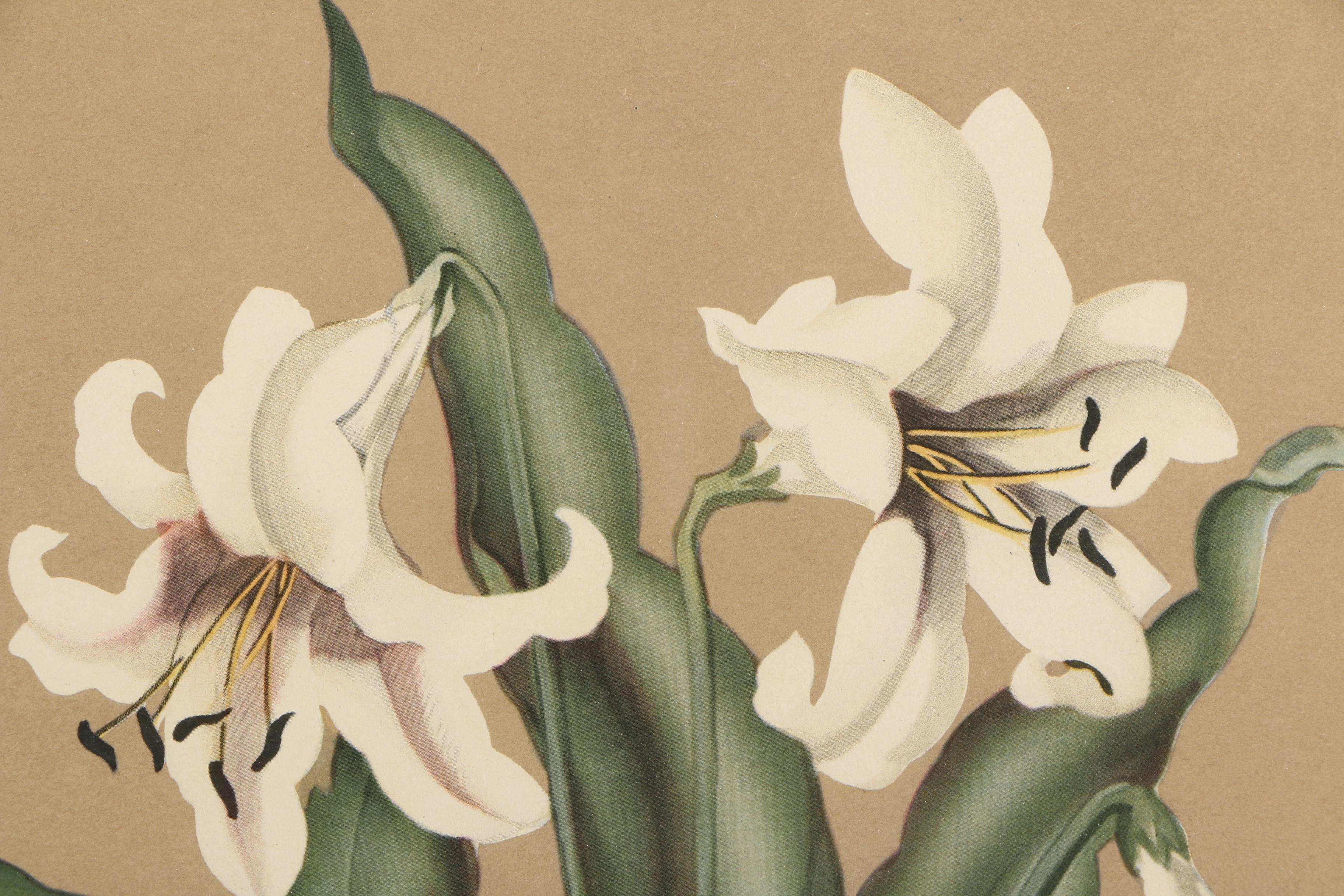 Offset Lithograph After Sanford De Jonge's Painting of Lilies