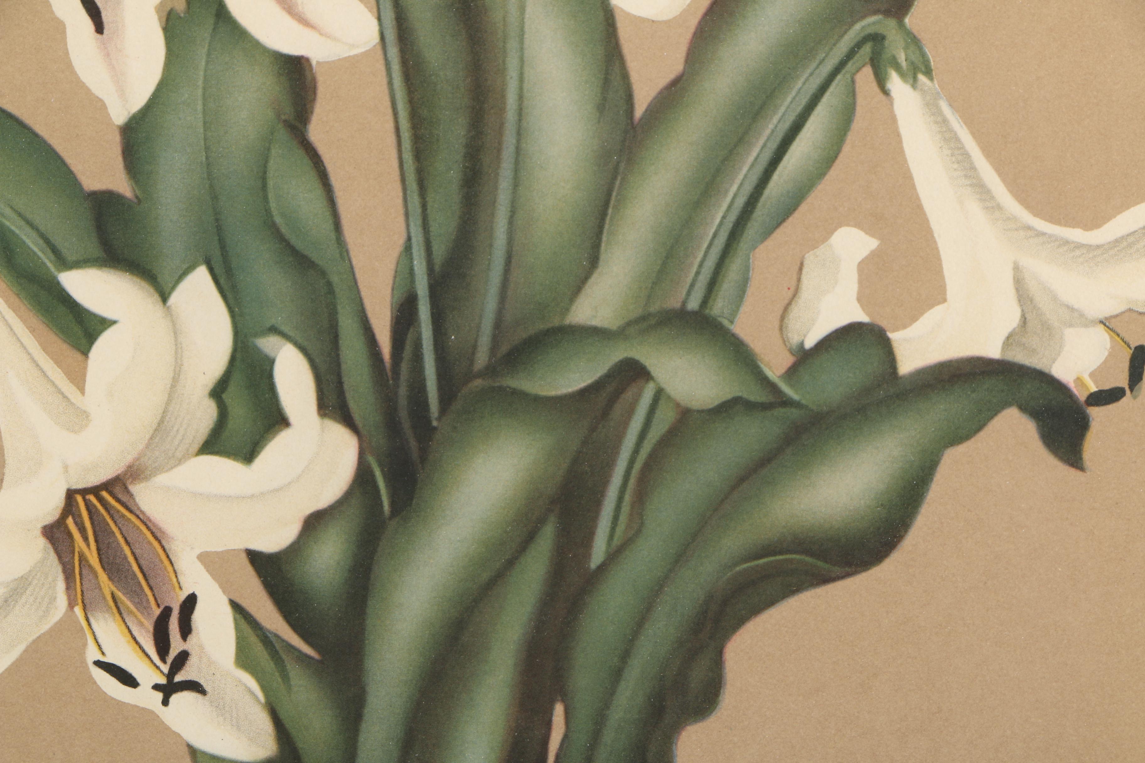 Offset Lithograph After Sanford De Jonge's Painting of Lilies