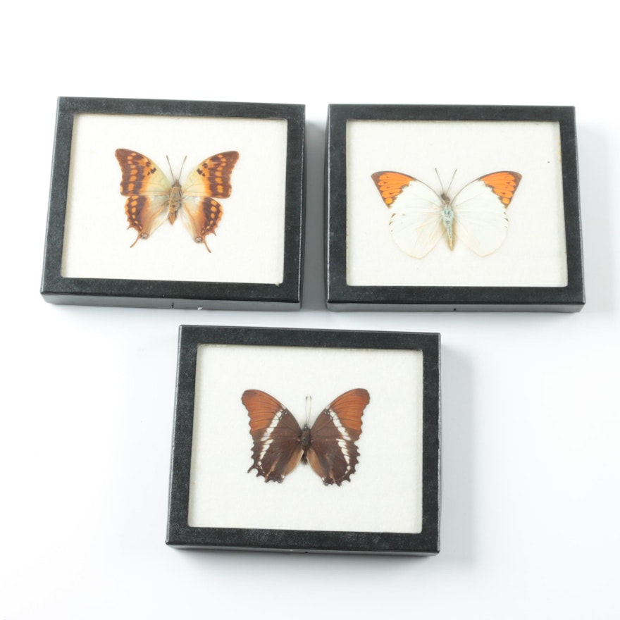 Framed Mounted Butterflies