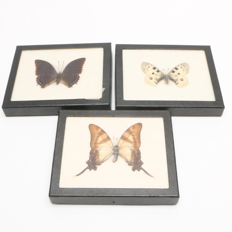 Butterfly Specimens