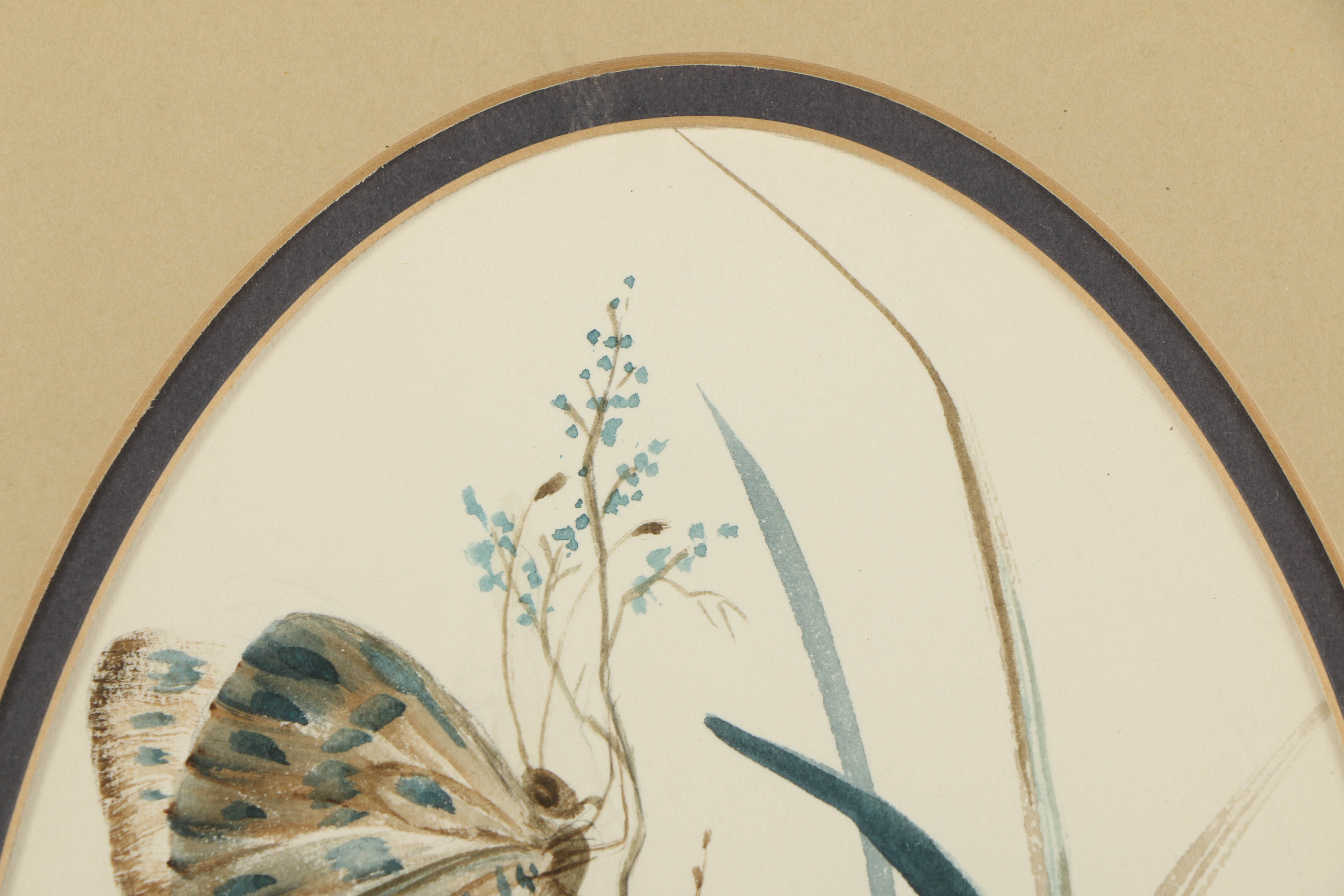 Louise Colussi Watercolor Paintings of Butterflies