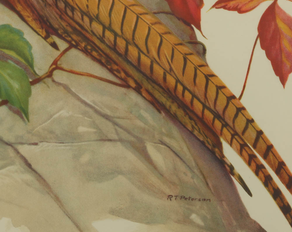 Roger Tory Peterson Chromolithograph "Ring-necked Pheasant" and More
