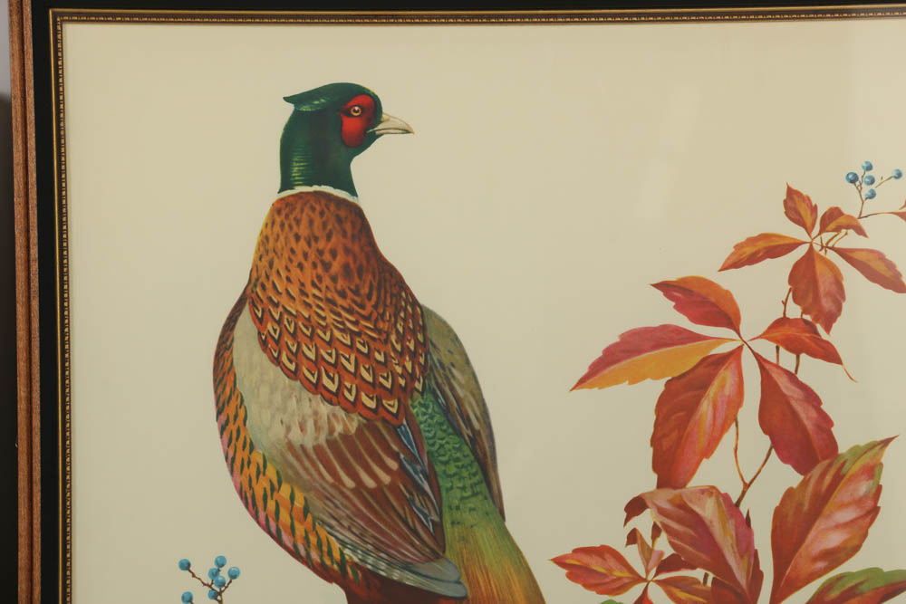 Roger Tory Peterson Chromolithograph "Ring-necked Pheasant" and More