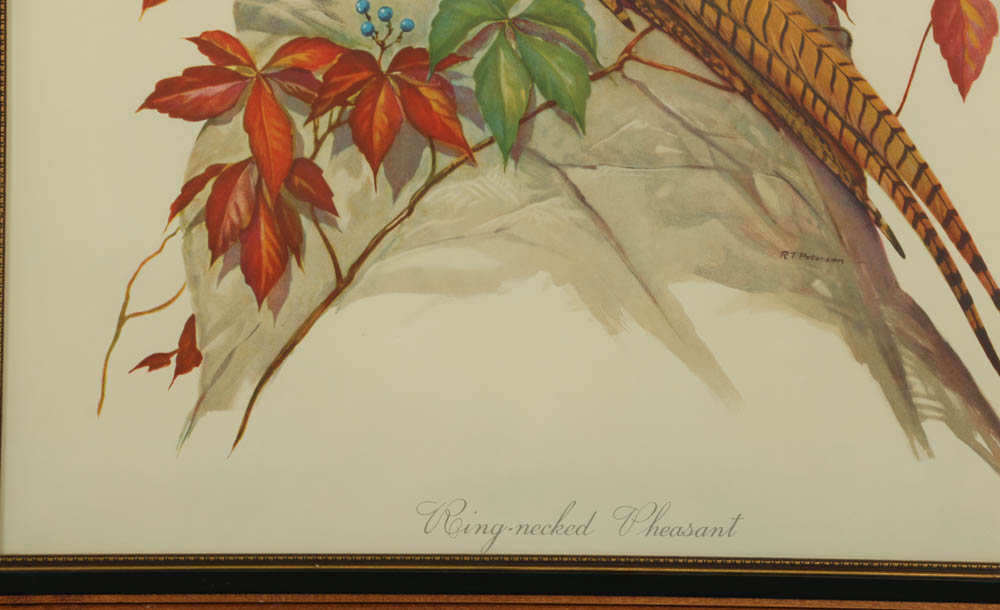 Roger Tory Peterson Chromolithograph "Ring-necked Pheasant" and More