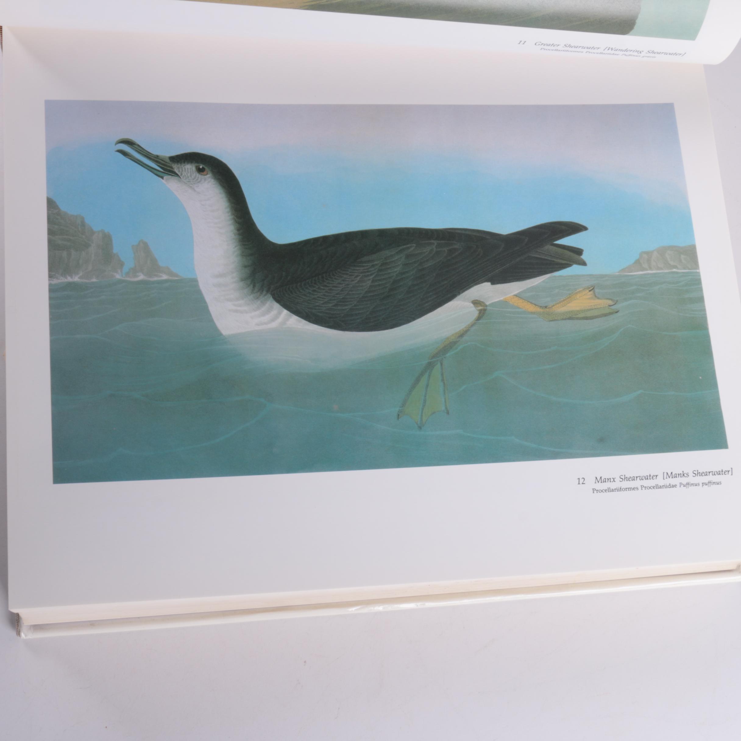 "Audubon's Birds of America" by Roger Tory Peterson and Virginia Marie Peterson