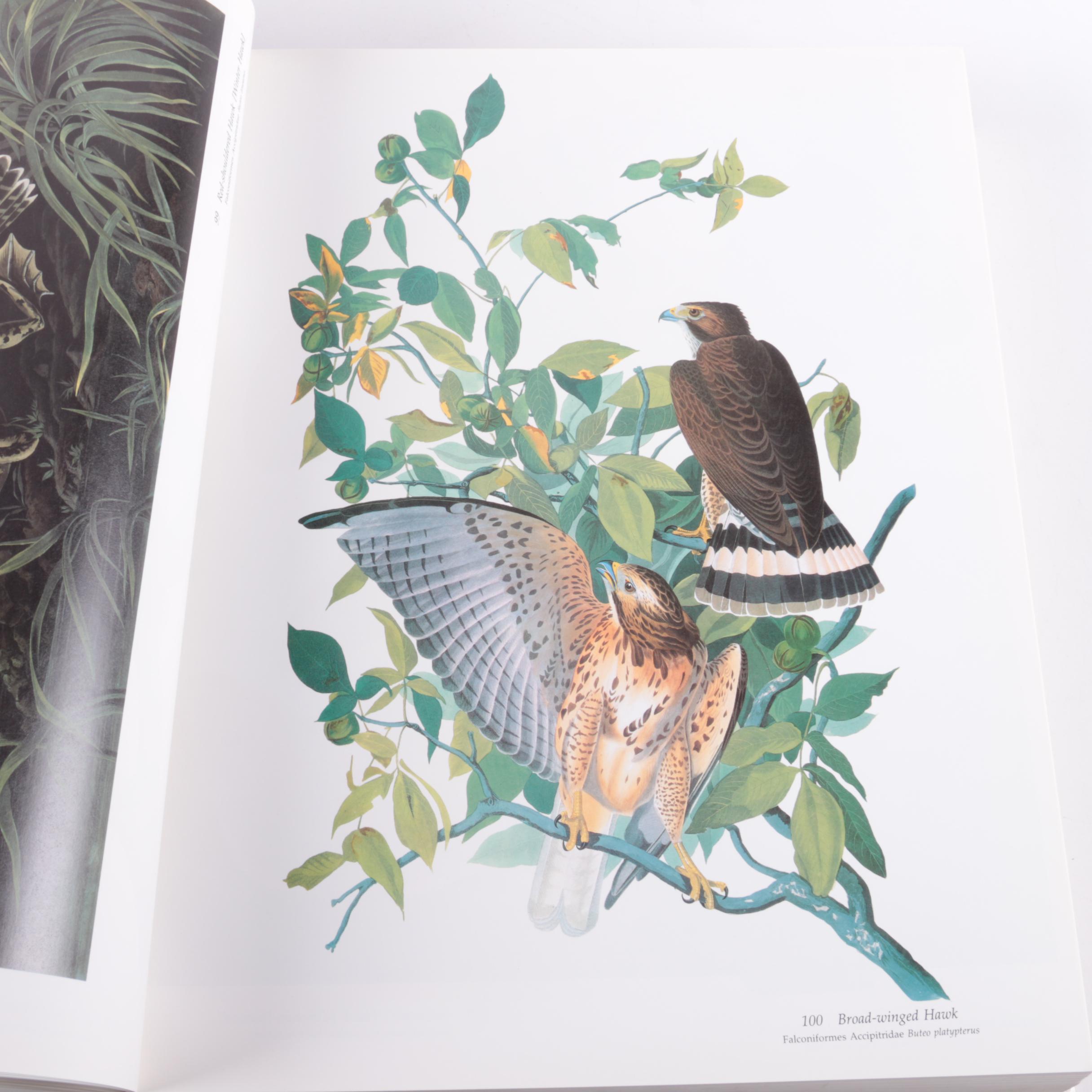 "Audubon's Birds of America" by Roger Tory Peterson and Virginia Marie Peterson